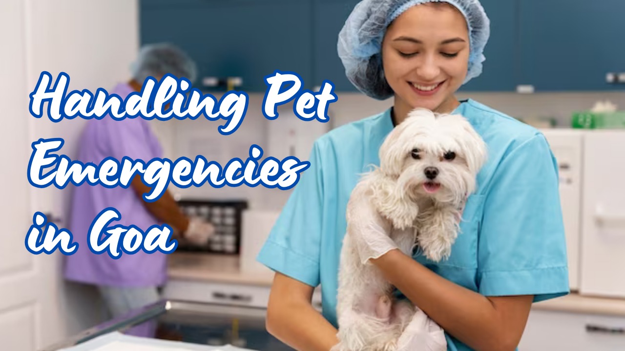 Handling Pet Emergencies in Goa